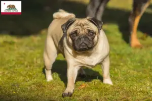 Read more about the article Pug breeders and puppies in California