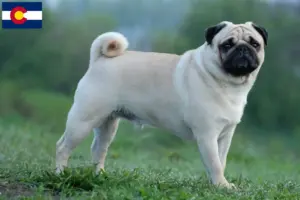 Read more about the article Pug breeders and puppies in Colorado