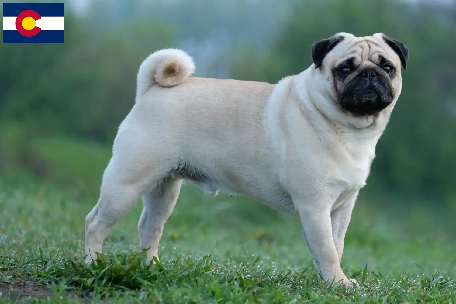Pug puppies and breeders Colorado Find Pugs breeders in Colorado here.