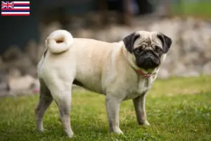 Read more about the article Pug breeders and puppies in Hawaii