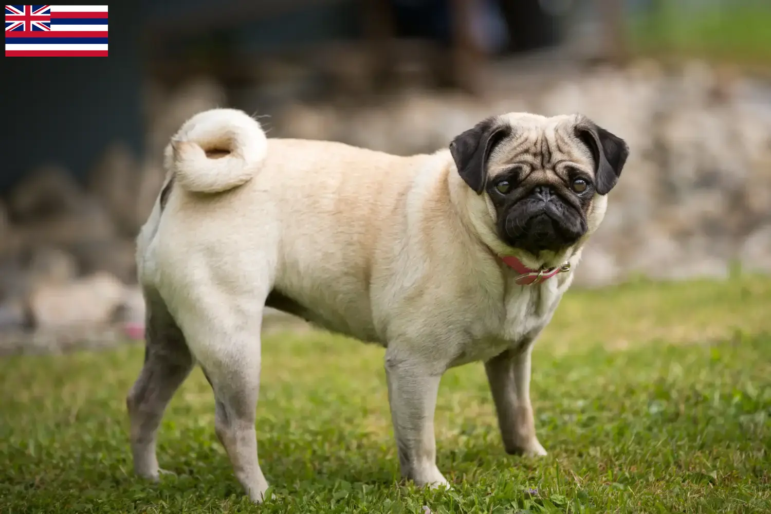 Pug puppies and breeders Hawaii Find Pugs breeders in Hawaii here.