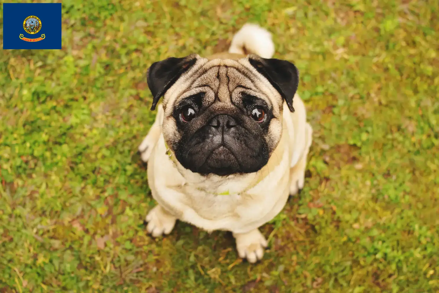 Pug puppies and breeders Idaho Find Pugs breeders in Idaho.