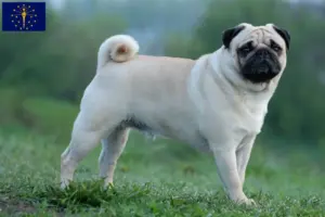 Read more about the article Pug breeders and puppies in Indiana