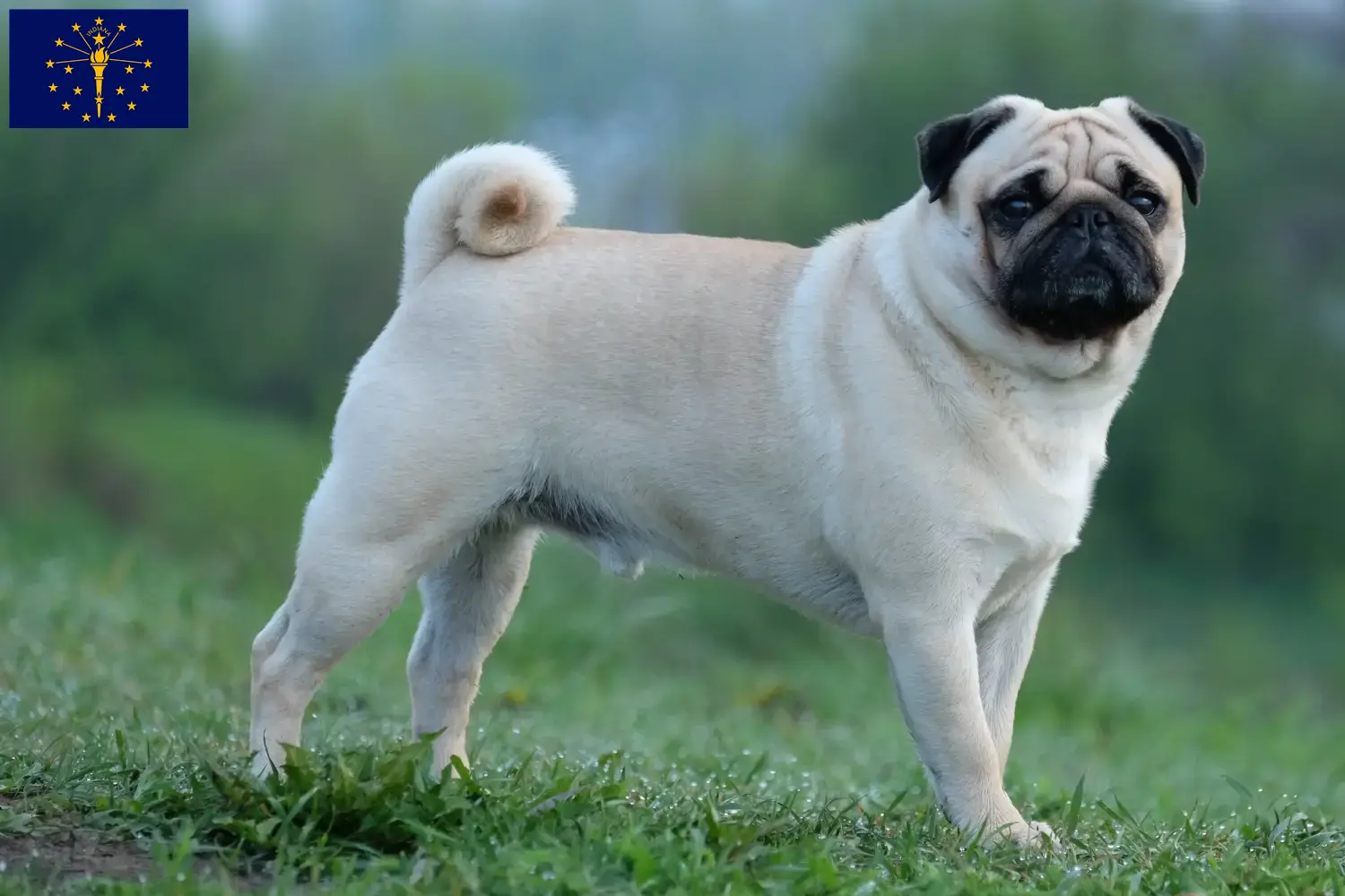 Pug puppies and breeder Indiana Find Pugs breeders in Indiana.