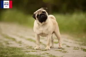 Read more about the article Pug breeders and puppies in Iowa