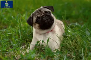 Read more about the article Pug breeders and puppies in Kansas