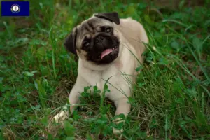 Read more about the article Pug breeders and puppies in Kentucky