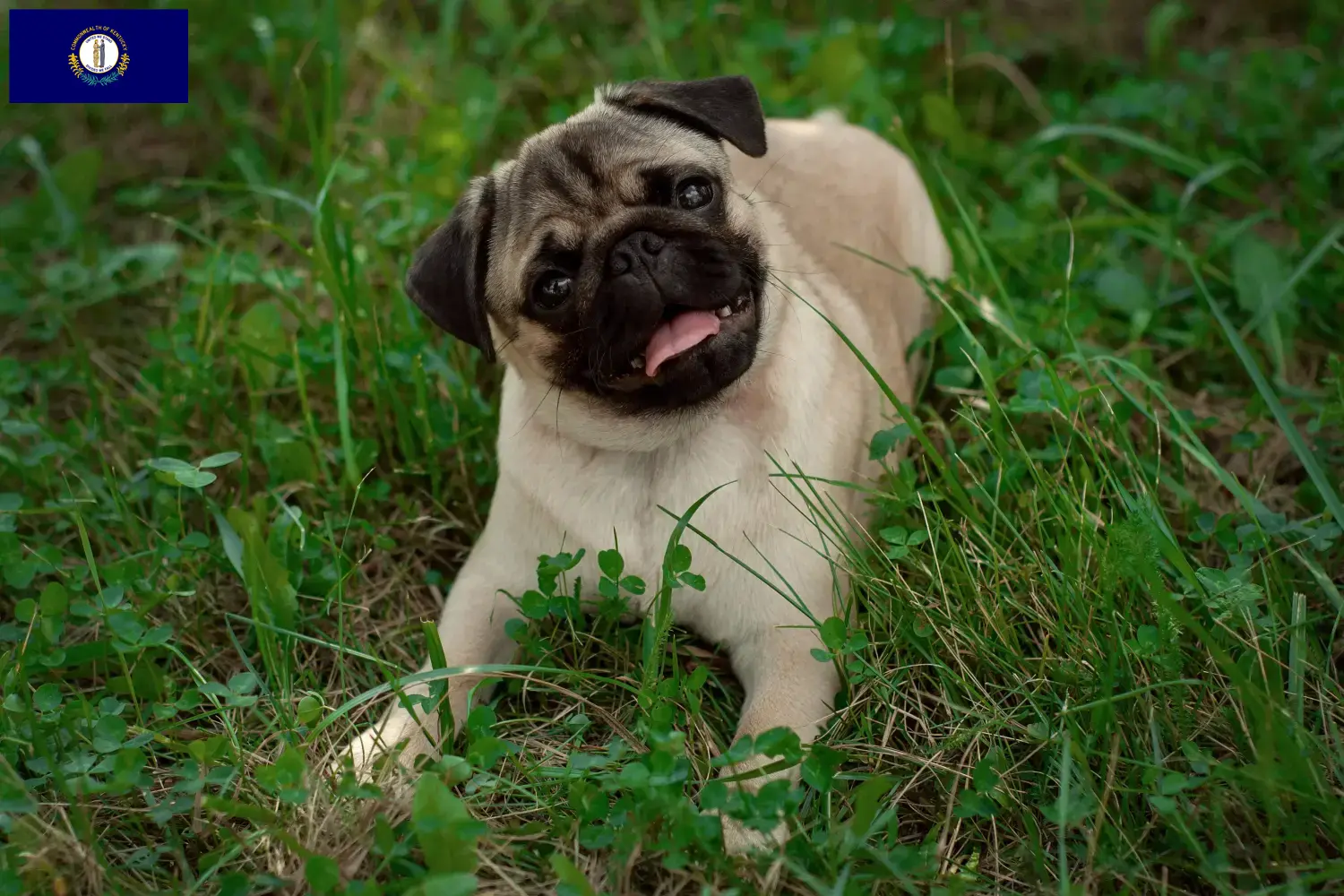 Pug puppies and breeder Kentucky Find Pugs breeders in Kentucky.