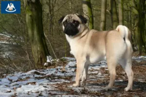 Read more about the article Pug breeders and puppies in Louisiana