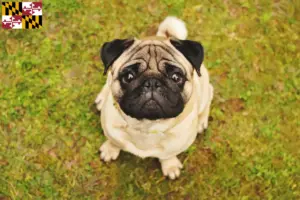 Read more about the article Pug breeders and puppies in Maryland