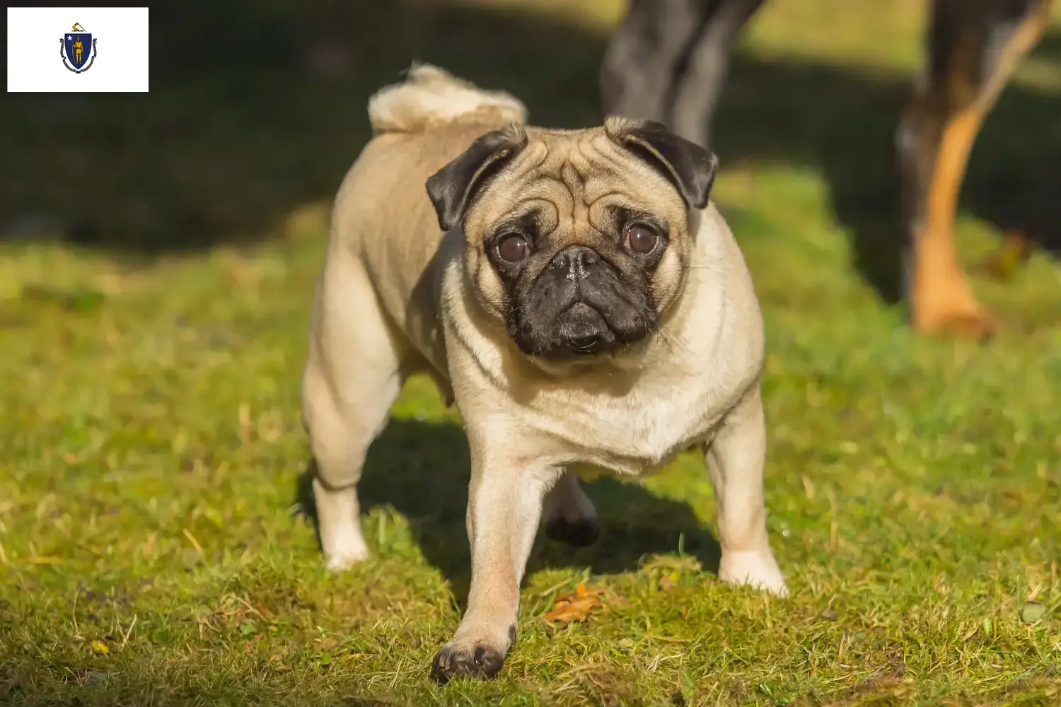 Pug puppies and breeders Massachusetts Find Pugs breeders in Massachusetts.