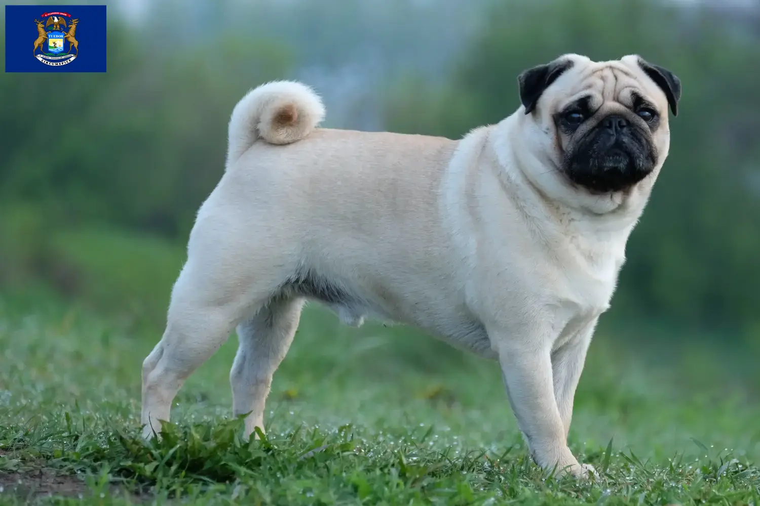 Pug puppies and breeders Michigan Find Pugs breeders in Michigan here.