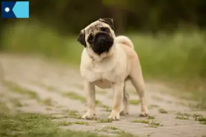 Read more about the article Pug breeders and puppies in Minnesota