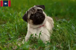 Read more about the article Pug breeders and puppies in Mississippi