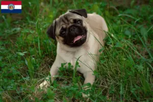 Read more about the article Pug breeders and puppies in Missouri