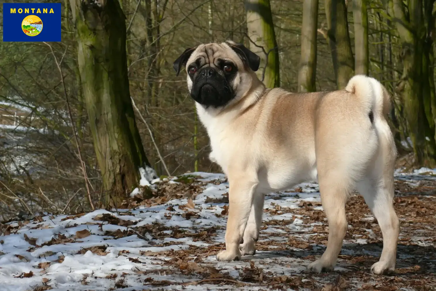 Pug puppies and breeder Montana Find Pugs breeders in Montana.