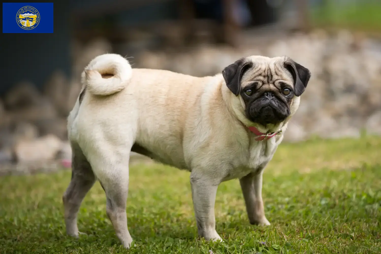 Pug puppies and breeders Nebraska Find Pugs breeders in Nebraska.