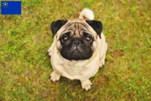 Read more about the article Pug breeders and puppies in Nevada