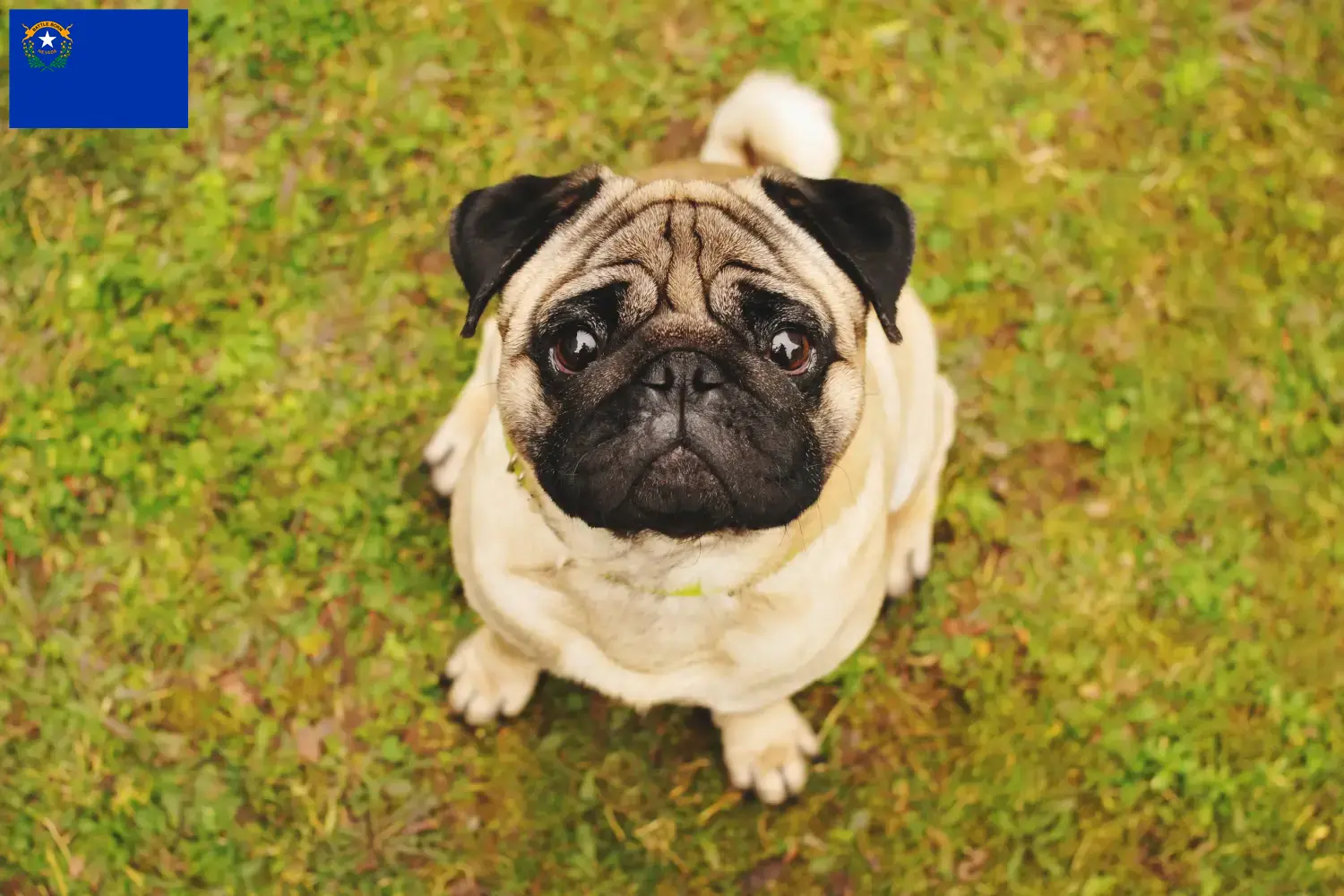 Pug puppies and breeder Nevada Find Pugs breeders in Nevada.