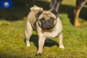 Read more about the article Pug breeders and puppies in New Hampshire