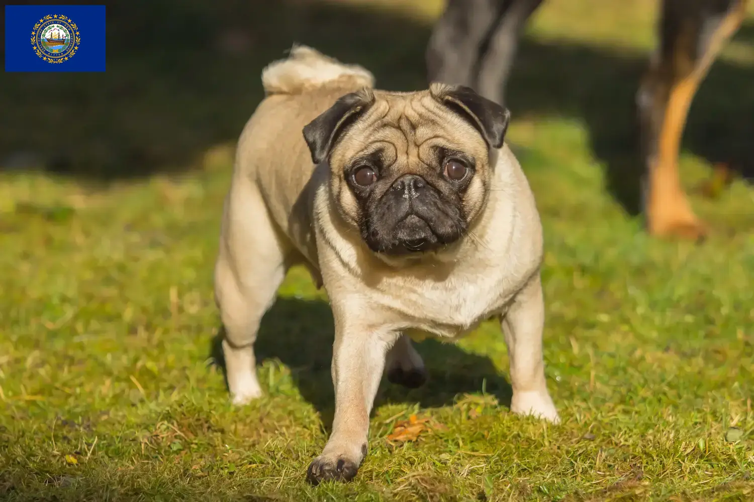 Pug puppies and breeders New Hampshire Find Pugs breeders in New Hampshire here.