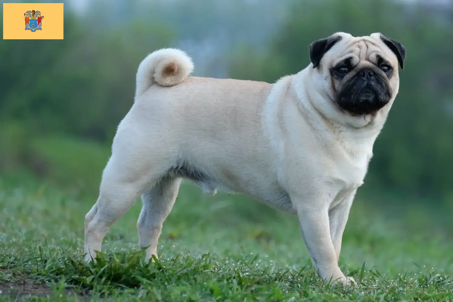 Pug puppies and breeders New Jersey Find Pugs breeders in New Jersey.