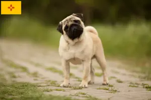 Read more about the article Pug breeders and puppies in New Mexico
