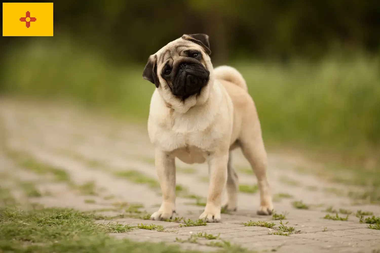 Pug puppies and breeders New Mexico Find Pugs breeders in New Mexico.