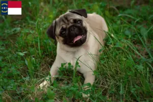 Read more about the article Pug breeders and puppies in North Carolina