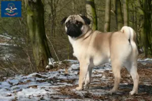 Read more about the article Pug breeders and puppies in North Dakota