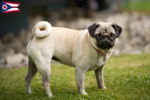Read more about the article Pug breeders and puppies in Ohio