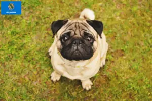 Read more about the article Pug breeders and puppies in Oklahoma