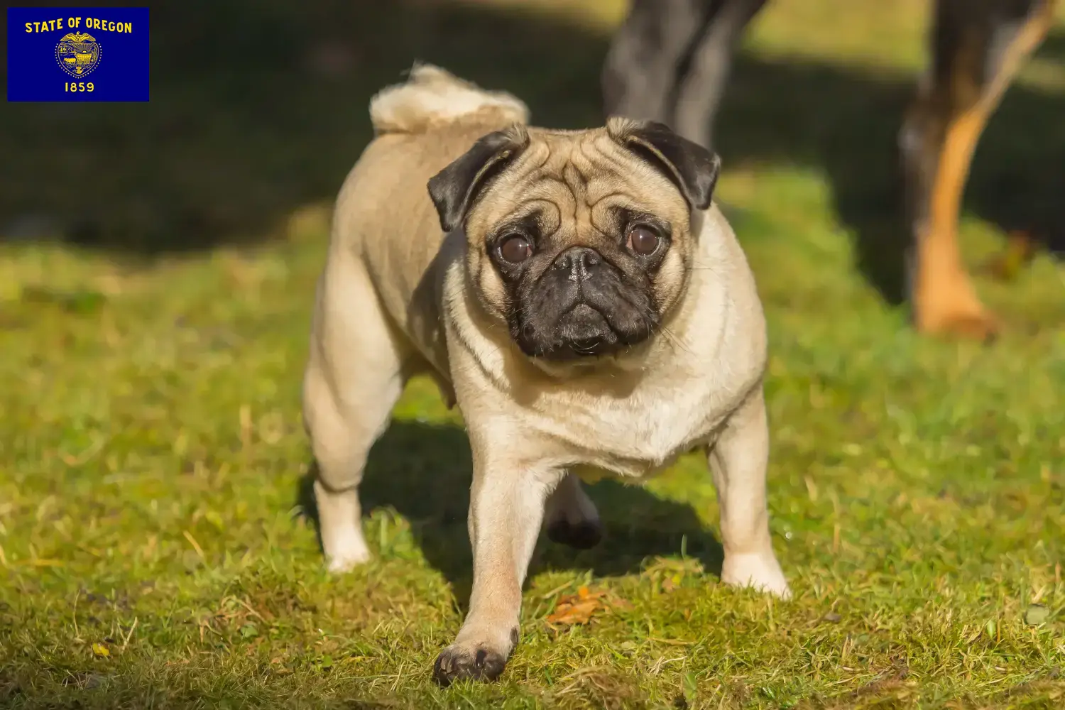 Pug puppies and breeder Oregon Find Pugs breeders in Oregon here.