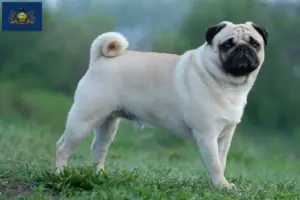 Read more about the article Pug breeders and puppies in Pennsylvania