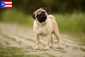 Read more about the article Pug breeders and puppies in Puerto Rico