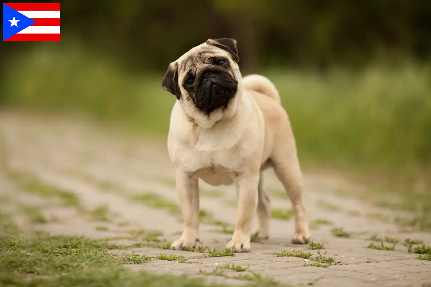 Pug puppies and breeders Puerto Rico Here you can find Pugs breeders in Puerto Rico.