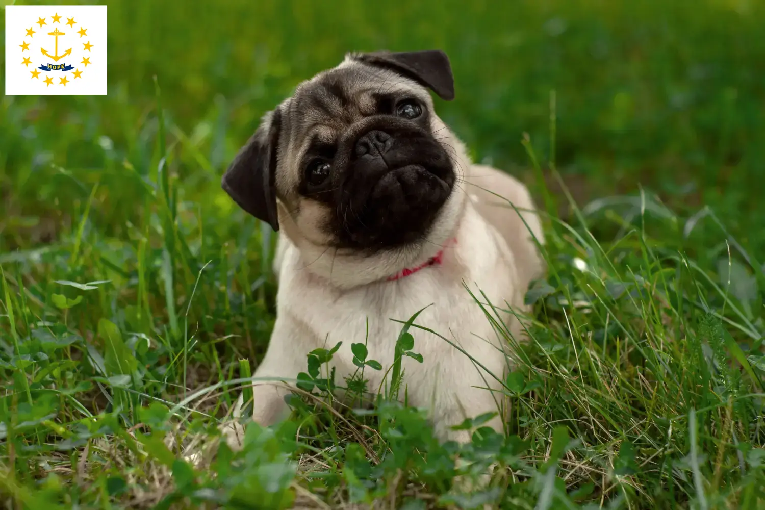 Pug puppies and breeders Rhode Island Find Pugs breeders in Rhode Island.