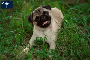 Read more about the article Pug breeders and puppies in South Carolina