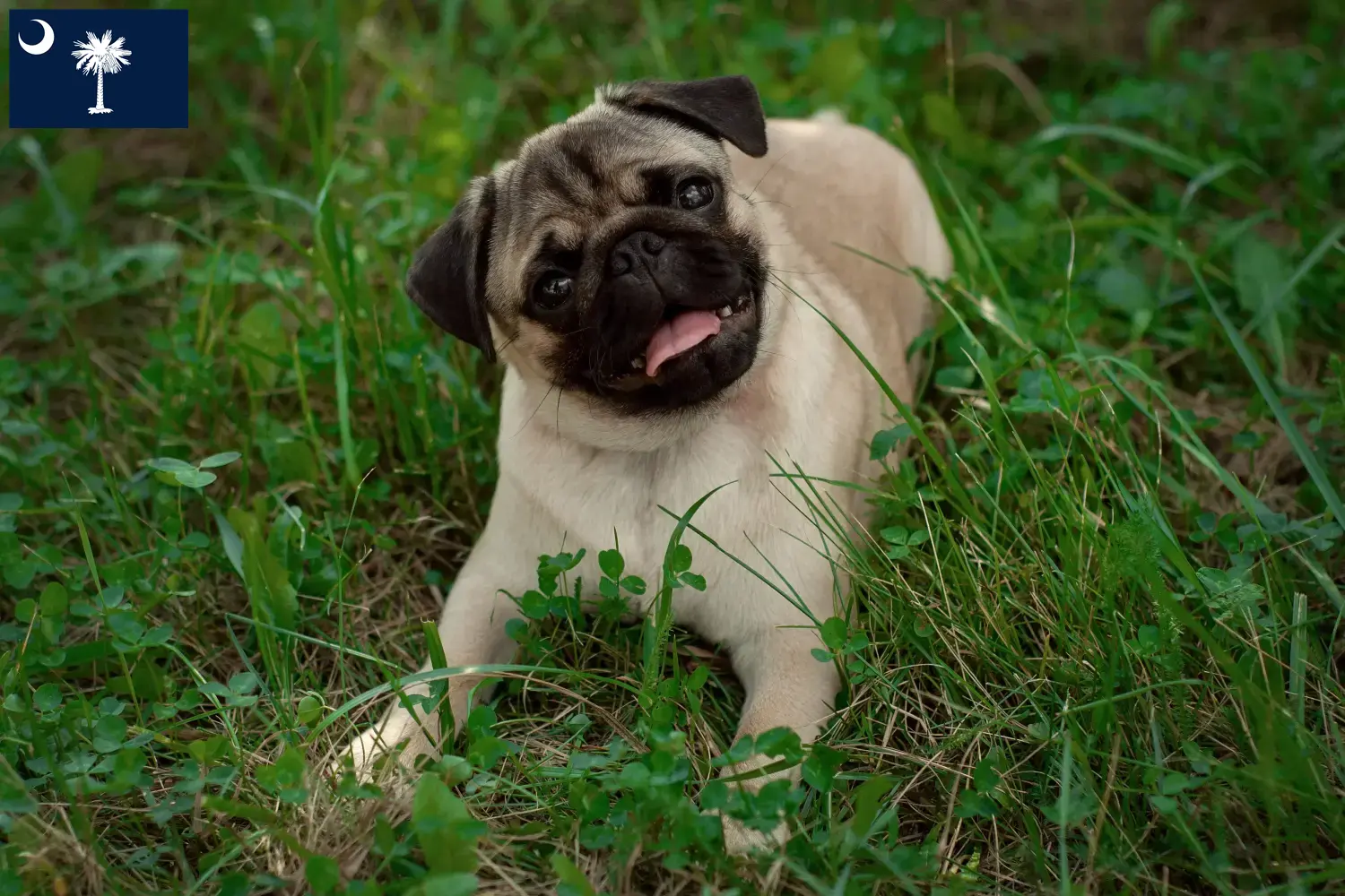 Pug puppies and breeders South Carolina Find Pugs breeders in South Carolina.