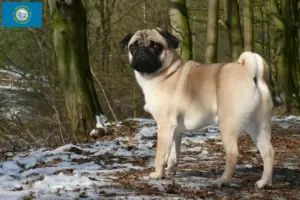 Read more about the article Pug breeders and puppies in South Dakota