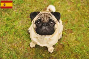 Read more about the article Pug breeders and puppies in Spain