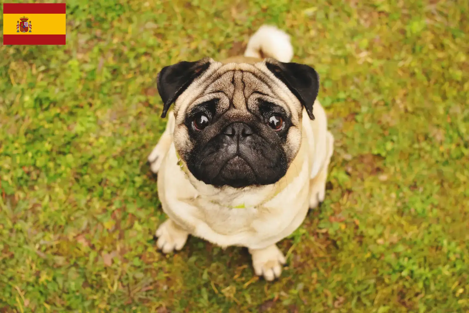 Pug puppies and breeders Spain Here you can find Pugs breeders in Spain.