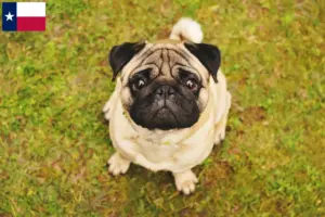 Read more about the article Pug breeders and puppies in Texas