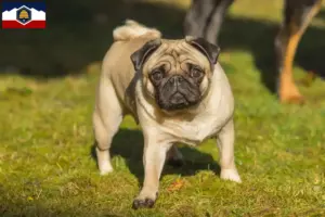 Read more about the article Pug breeders and puppies in Utah