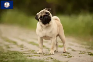 Read more about the article Pug breeders and puppies in Virginia