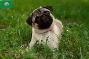 Read more about the article Pug breeders and puppies in Washington