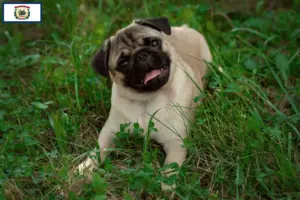 Read more about the article Pug breeders and puppies in West Virginia