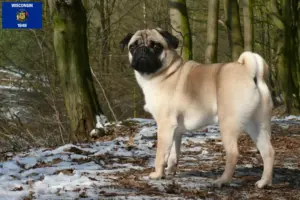 Read more about the article Pug breeders and puppies in Wisconsin