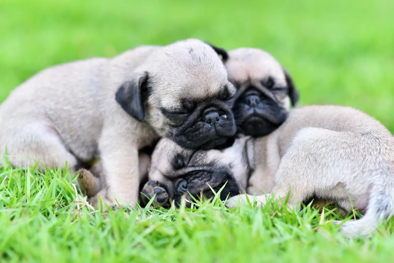 Buying a pug puppy means taking responsibility! Buy pug puppies.