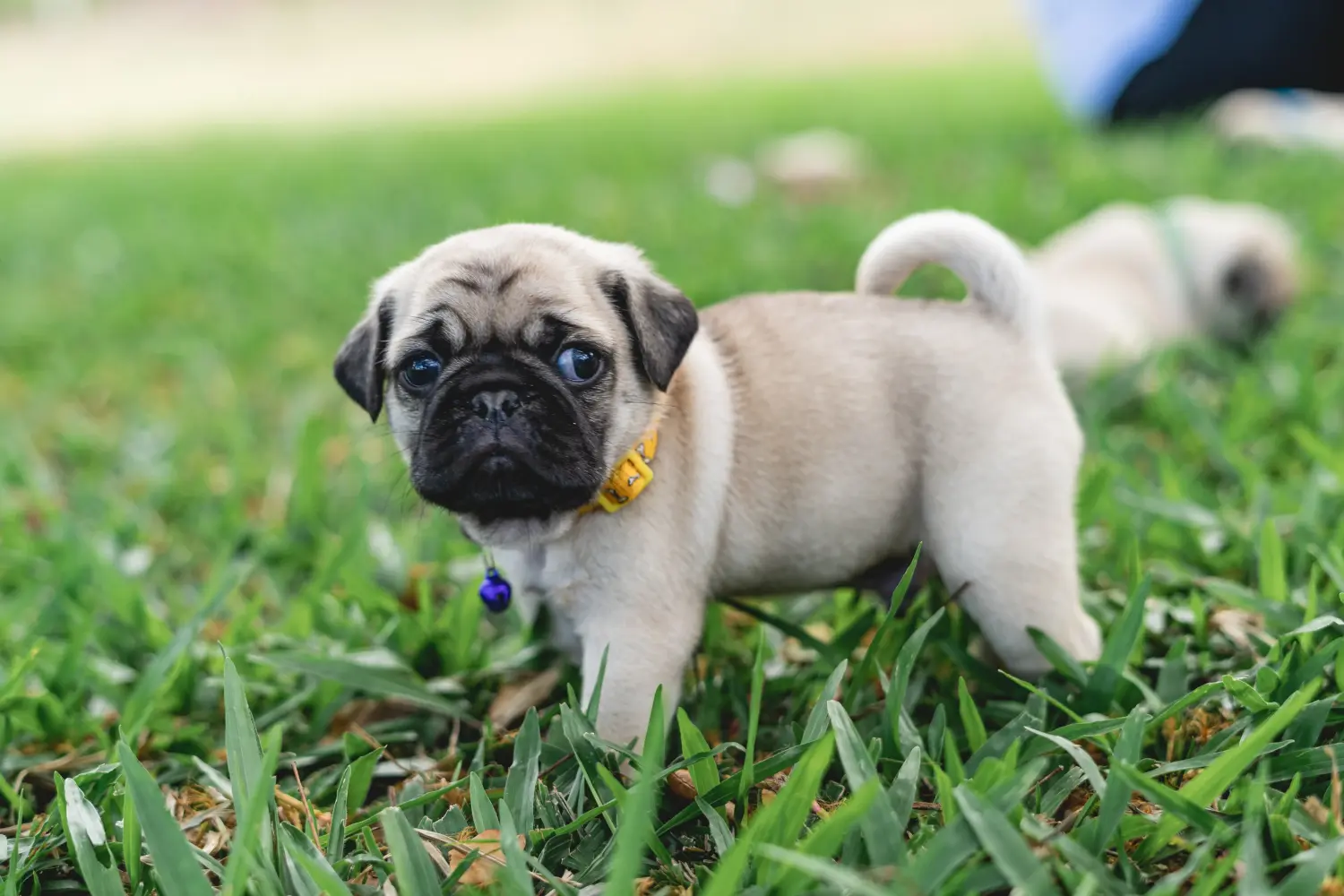 Buying a pug puppy means taking responsibility! Buy pug puppies.